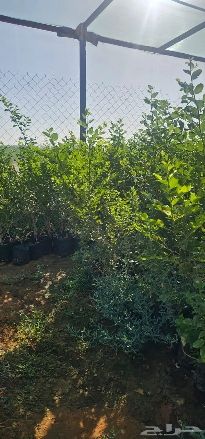 سدر للبيع  الشعلانية 2