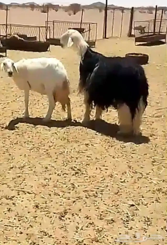 فحل نجدي صنف فاخر 20