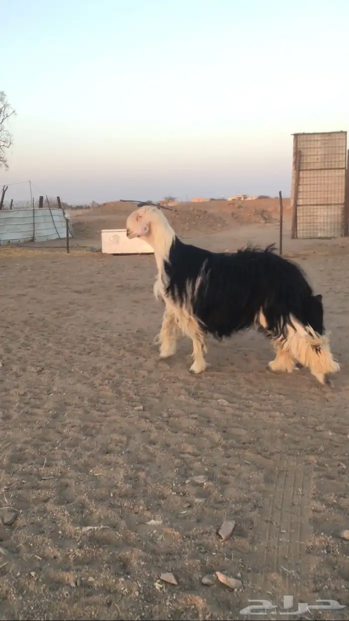 فحل نجدي صنف فاخر 4