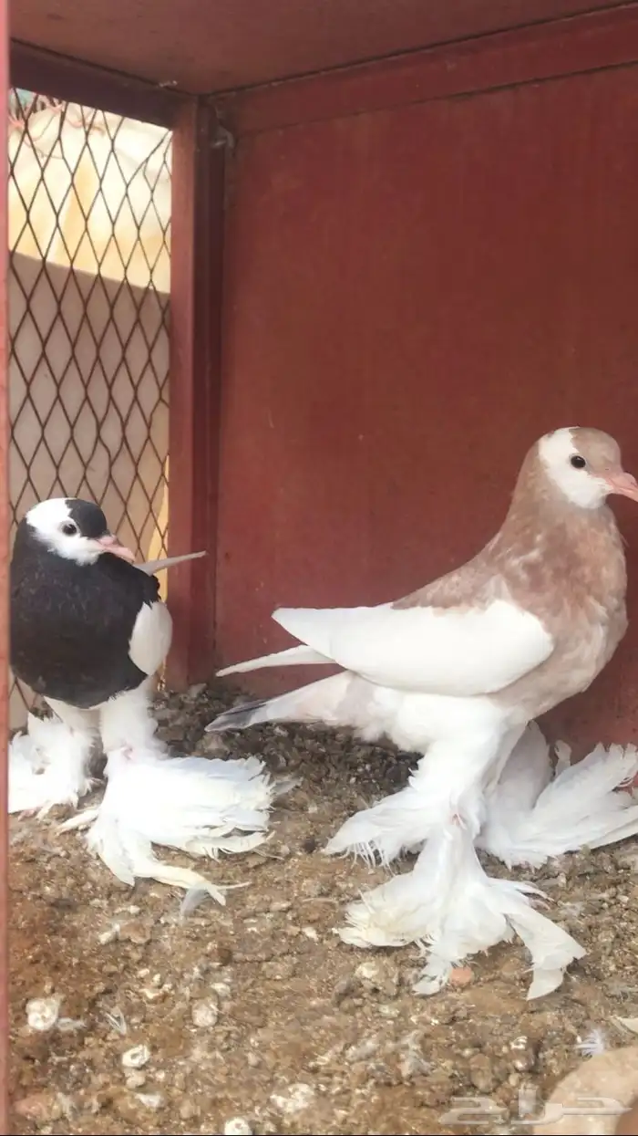 للبيع طبه نفاخ مسوبع 2