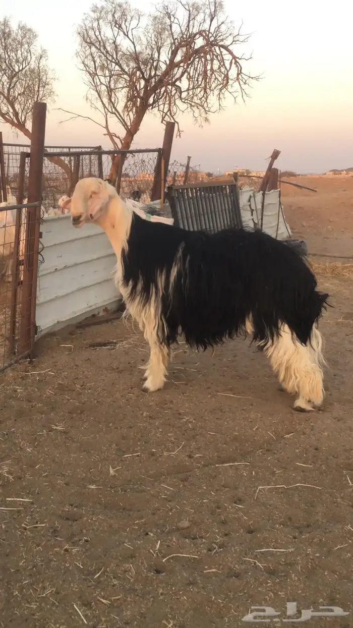 فحل نجدي صنف فاخر 8