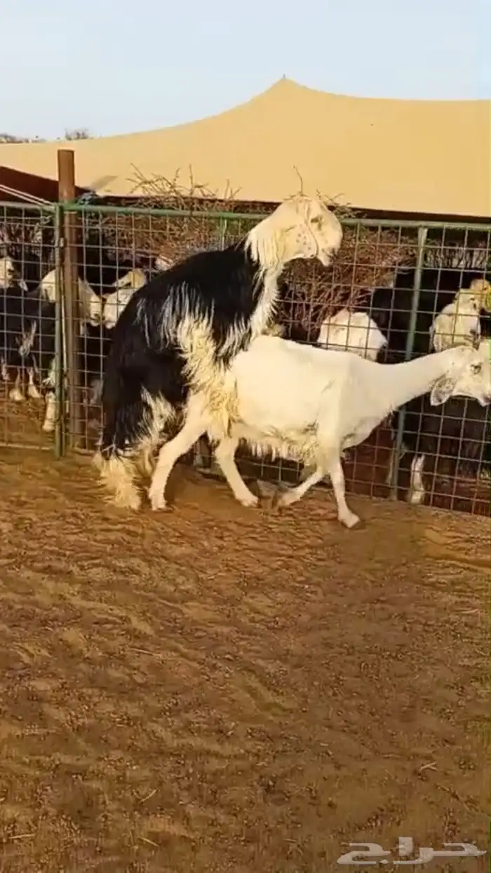 فحل نجدي صنف فاخر 18