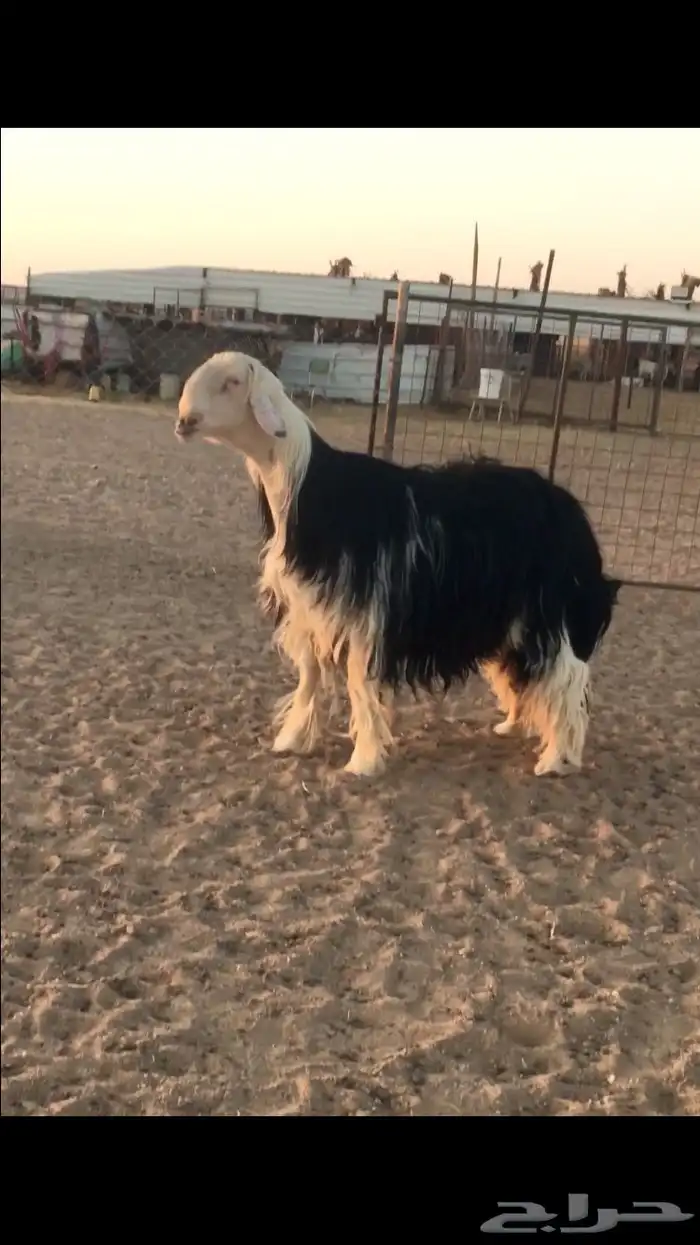 فحل نجدي صنف فاخر 5