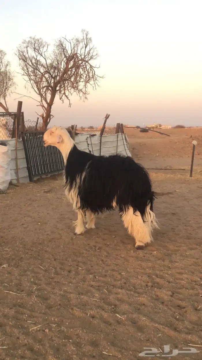 فحل نجدي صنف فاخر 14