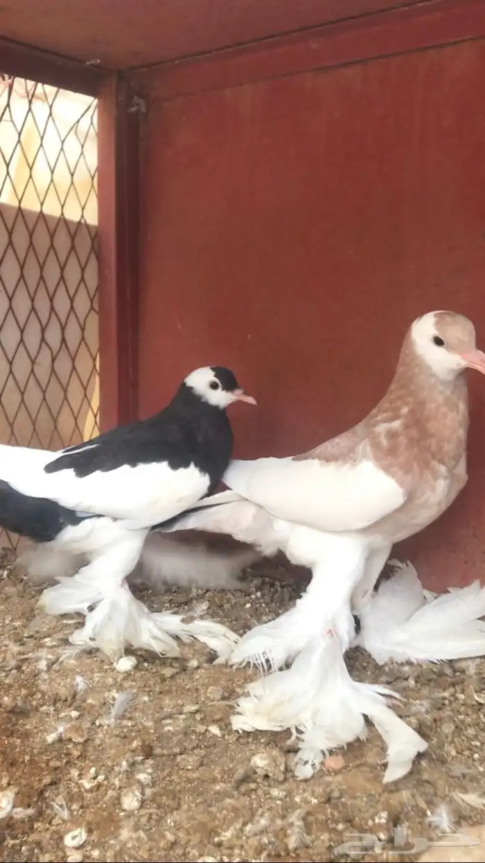 للبيع طبه نفاخ مسوبع 1