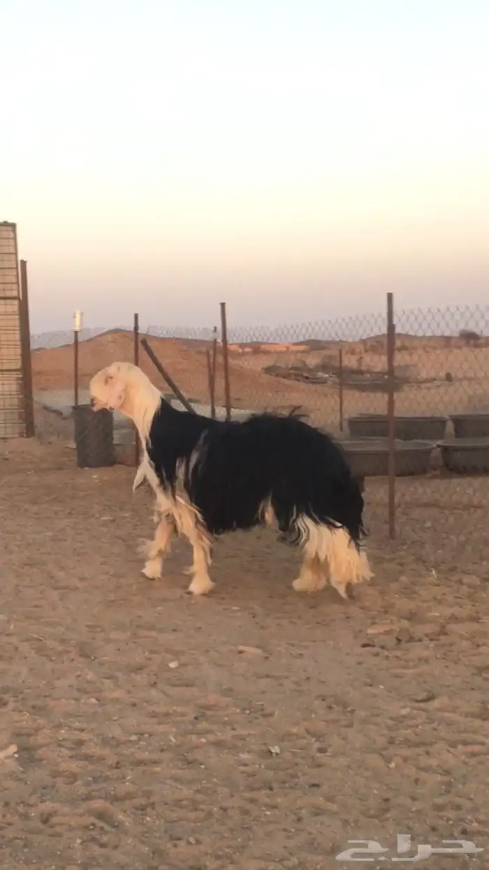 فحل نجدي صنف فاخر 1