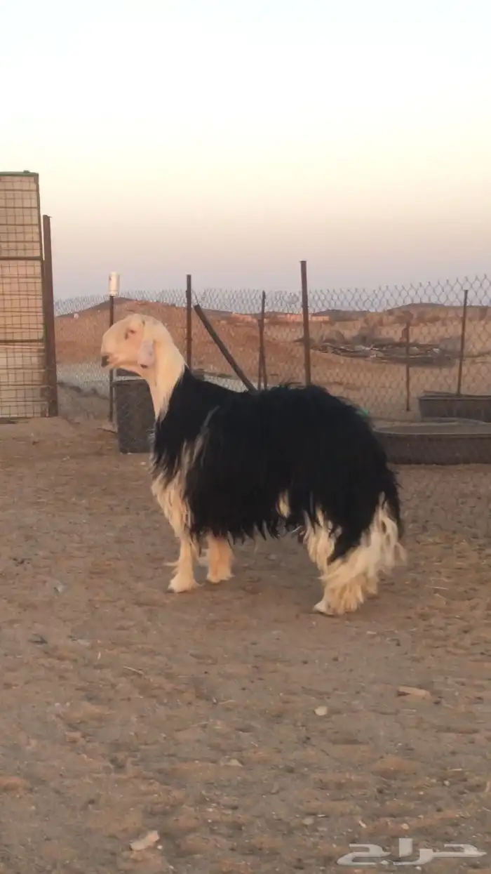 فحل نجدي صنف فاخر 10
