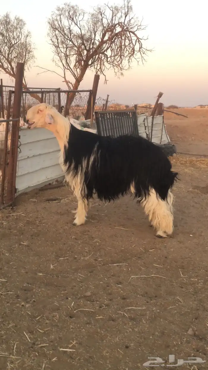 فحل نجدي صنف فاخر 3
