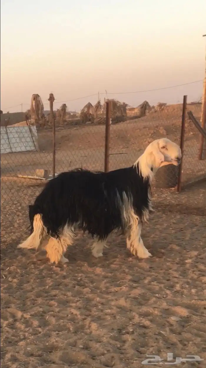 فحل نجدي صنف فاخر 11