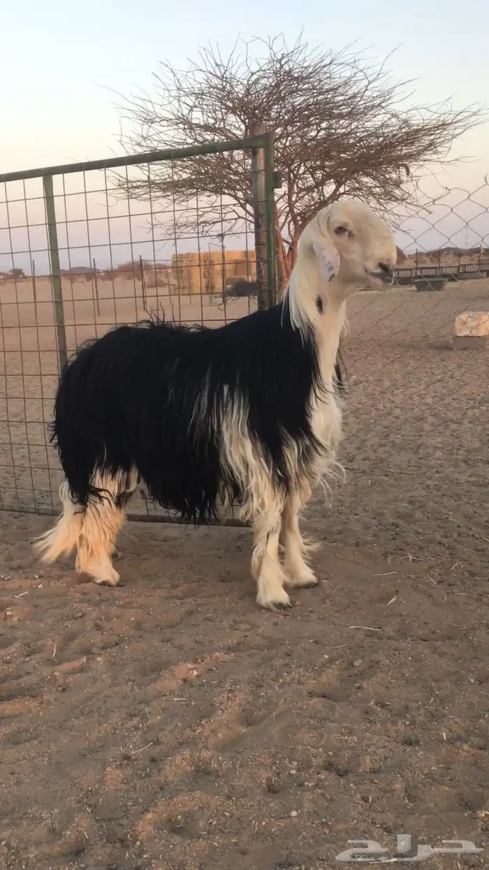 فحل نجدي صنف فاخر 9