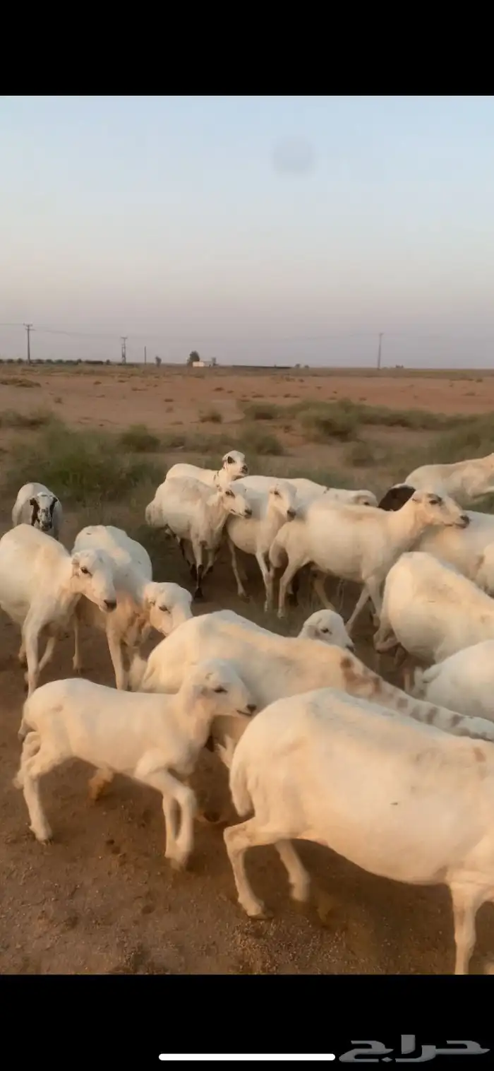 غنم رفيدي مهجن مع حري للبيع 2
