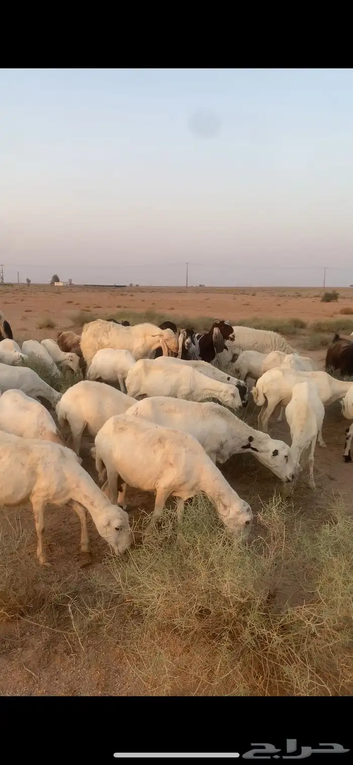 غنم رفيدي مهجن مع حري للبيع 0