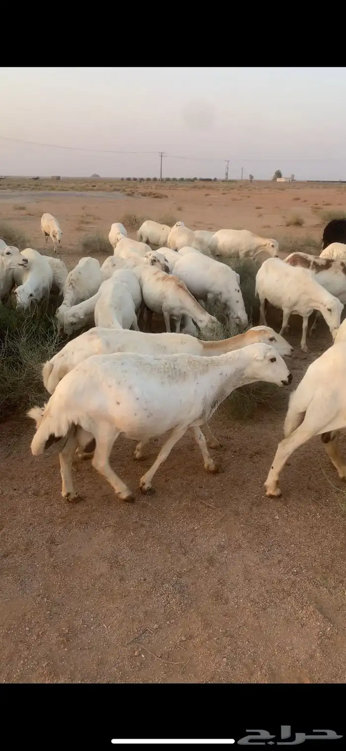 غنم رفيدي مهجن مع حري للبيع 4