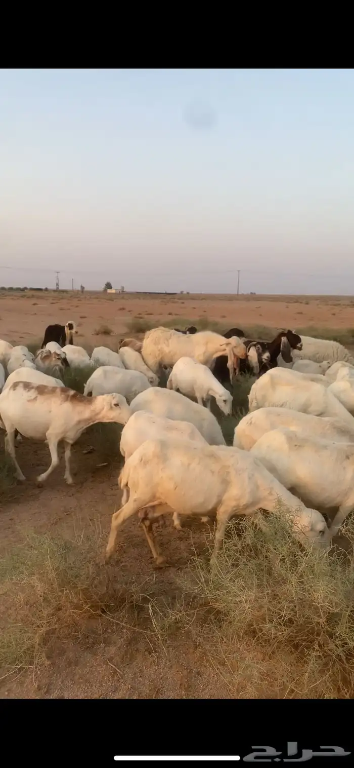 غنم رفيدي مهجن مع حري للبيع 1