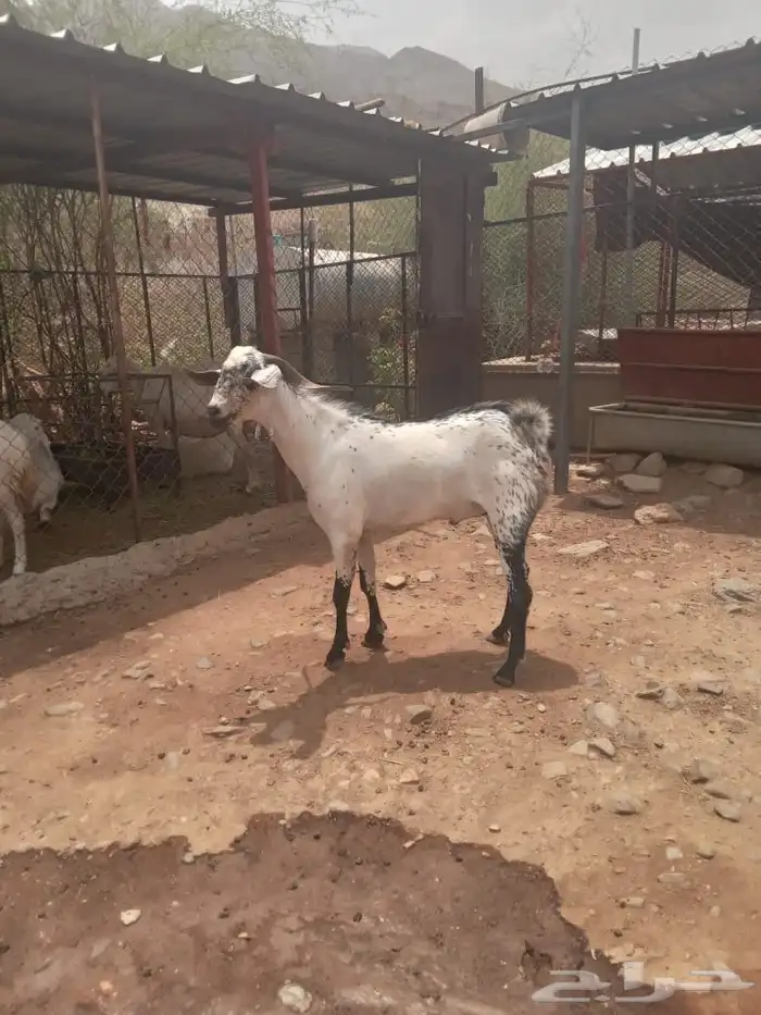 الباحه قلوه تهامه 0
