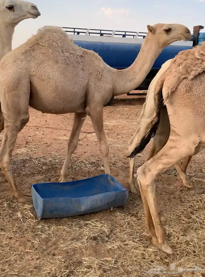 حشو سمان طيبه 0