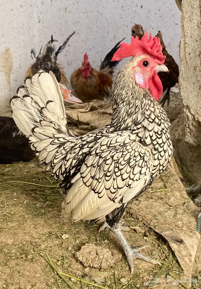 ديك سبرايت للبيع الموقع الخبراء 0