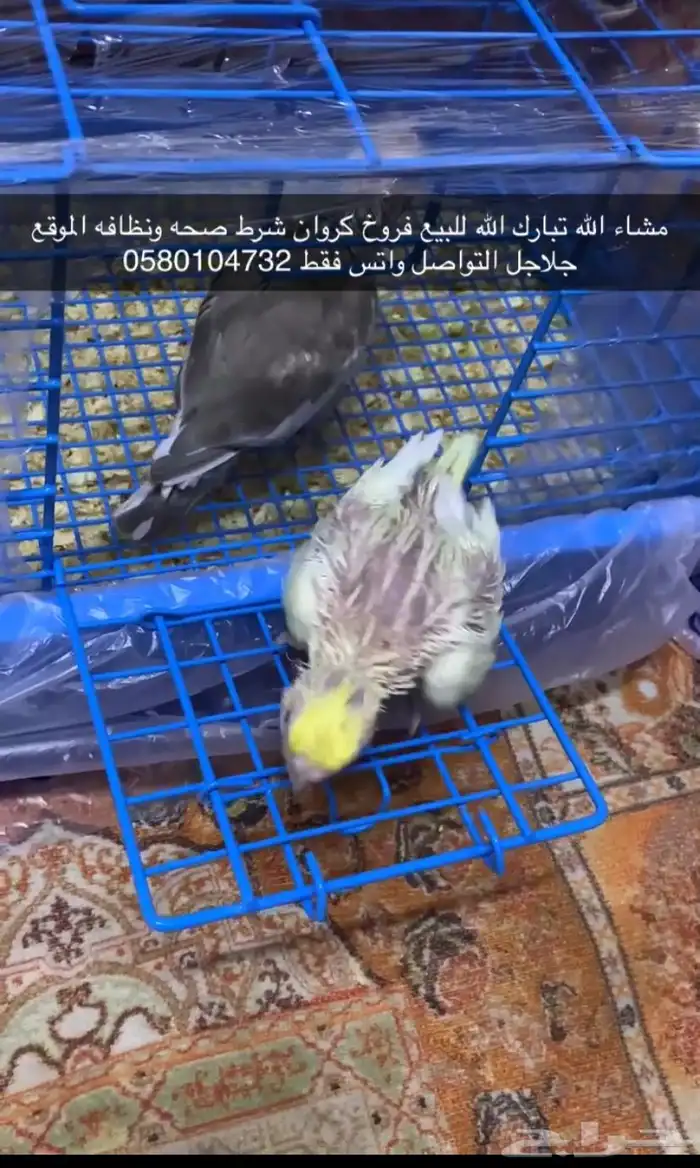 فروخ كروان 1