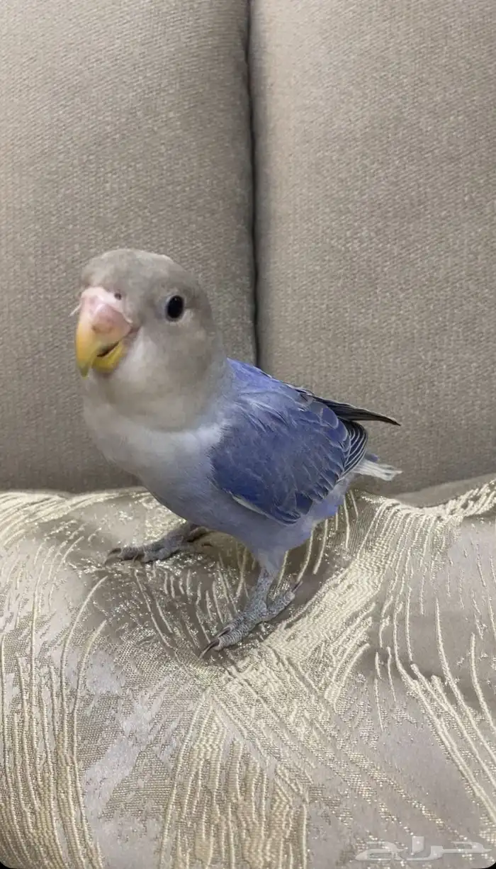 اقبل جميع انواع الطيور التبني 0