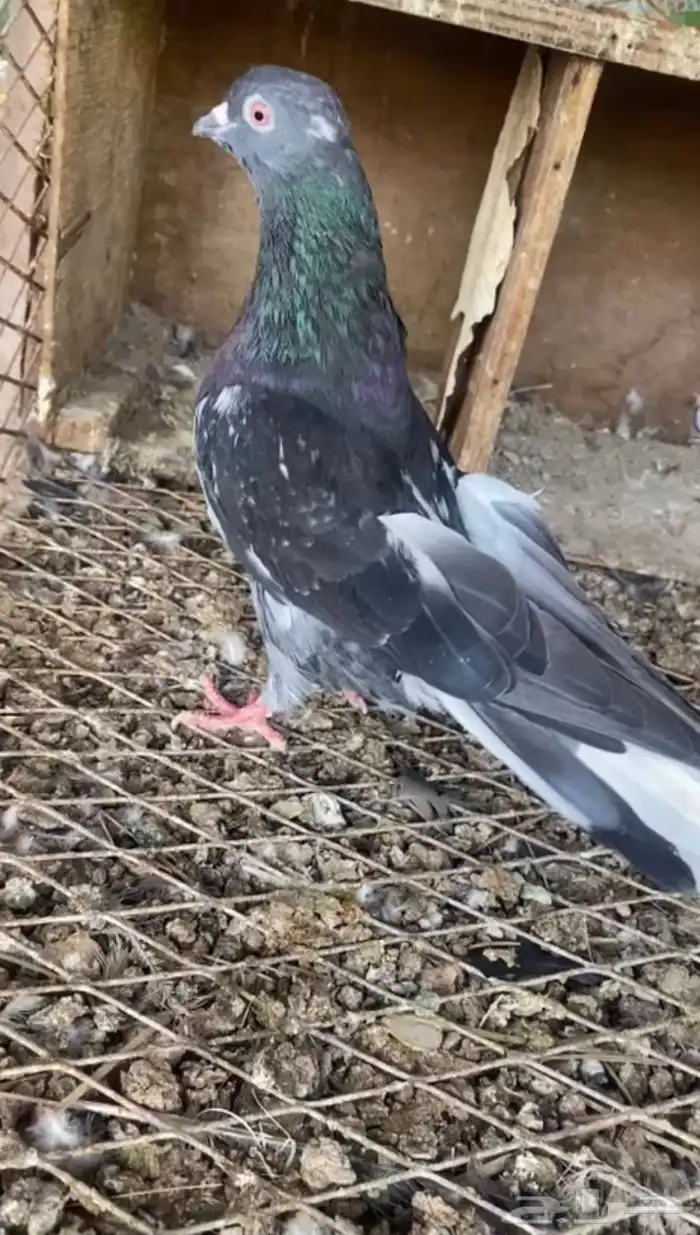 ذكر قطيفي من المحمود معاريف 0