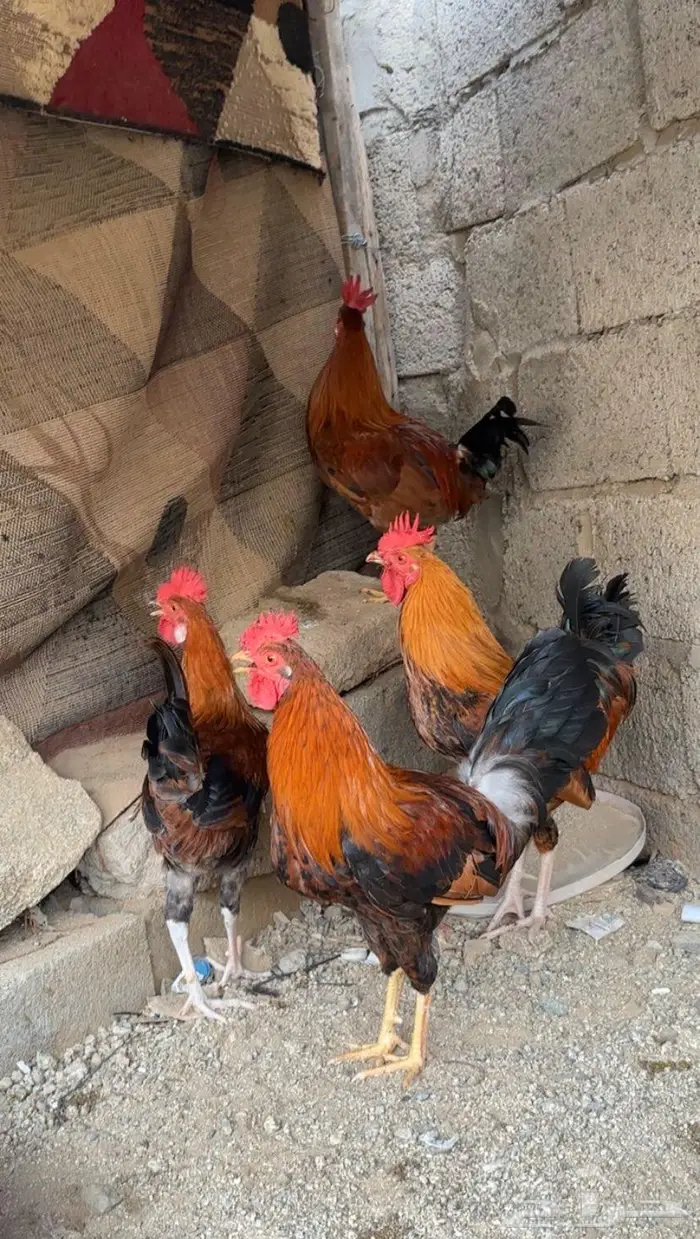 ( تم البيع ) دجاج بلدي ذكور 0