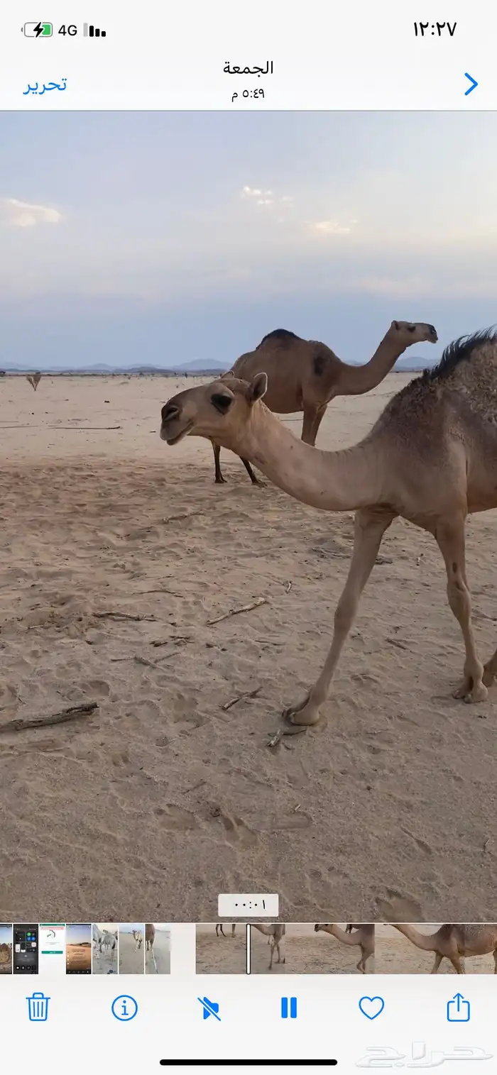 البعير الاشقح المنتج 4