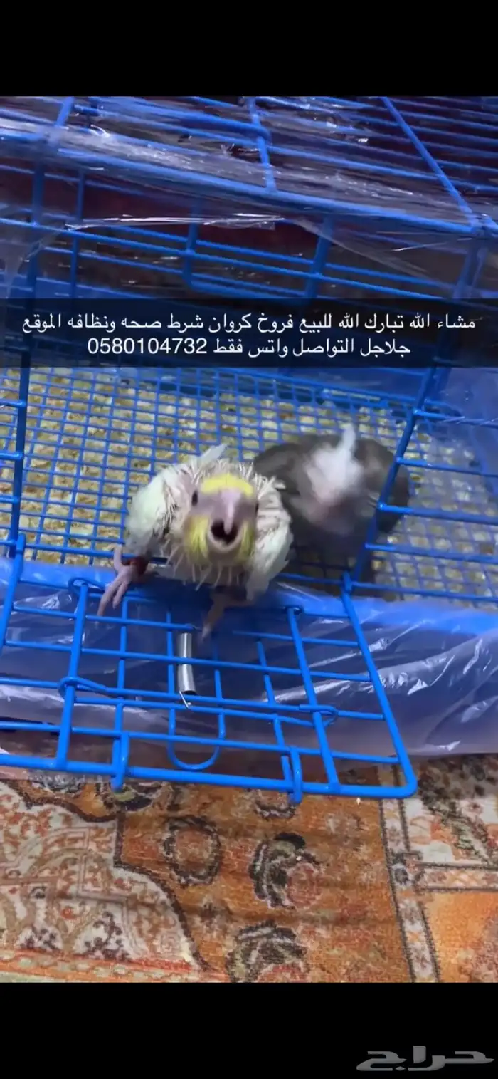 فروخ كروان 0