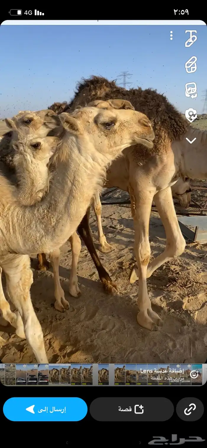 البعير الاشقح المنتج 9