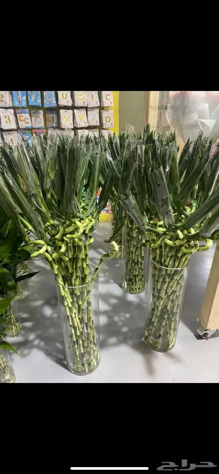 نباتات داخلية 5