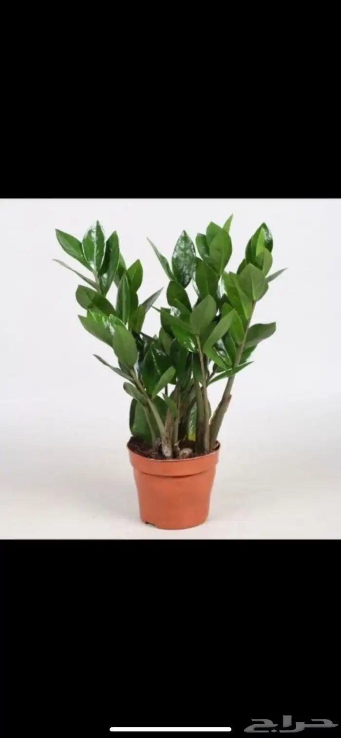نباتات داخلية 7