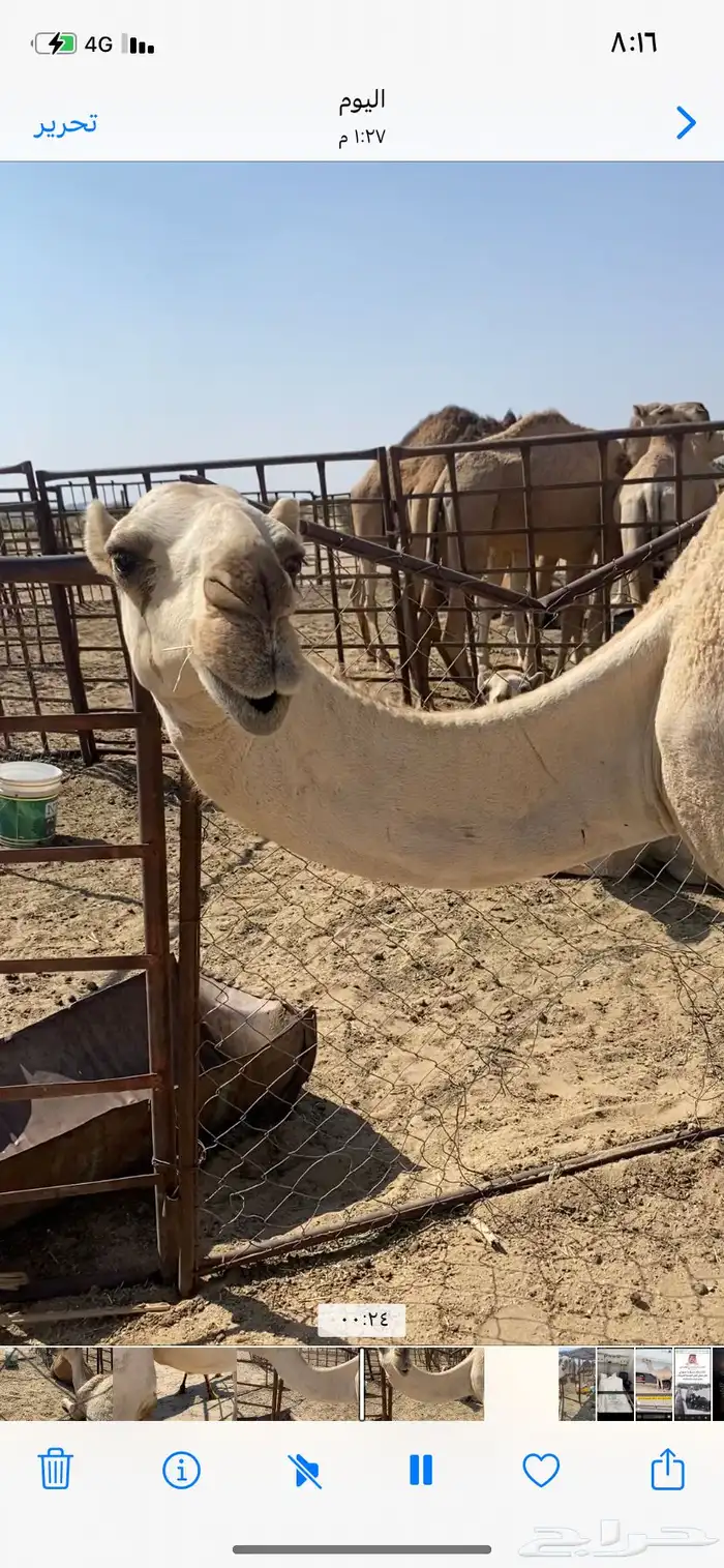 البعير الاشقح المنتج 8