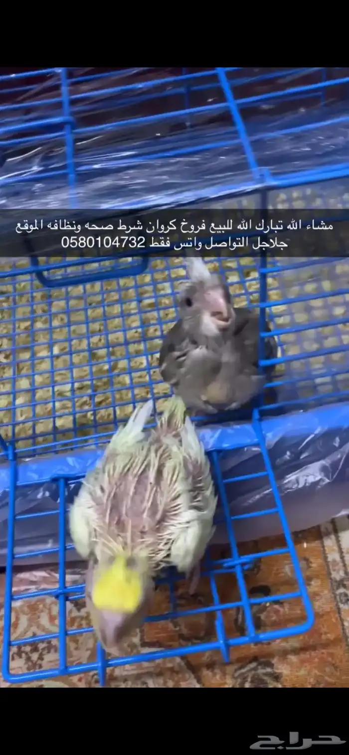 فروخ كروان 4