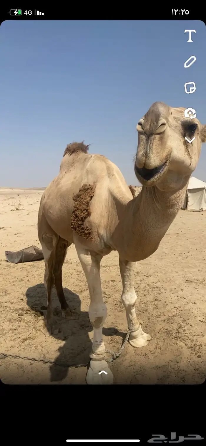 البعير الاشقح المنتج 0