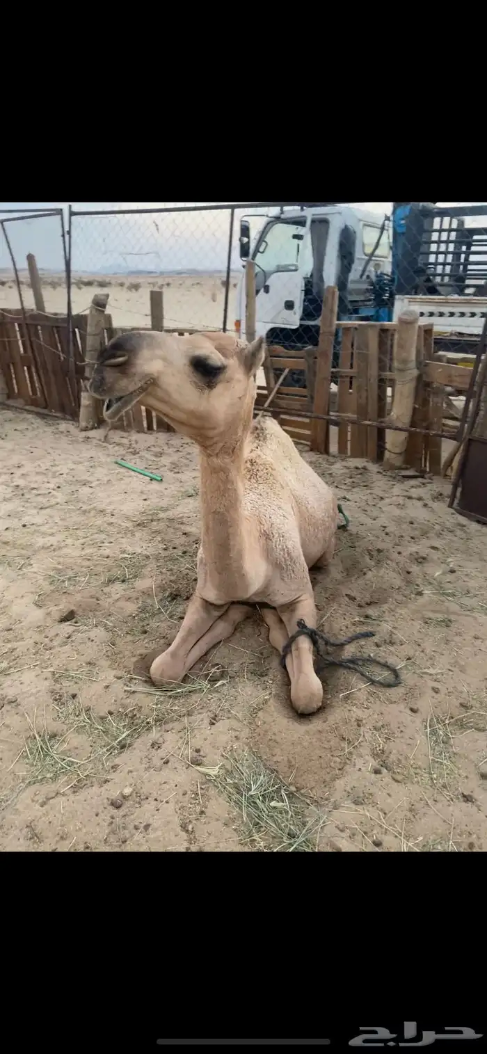 البعير الاشقح المنتج 7