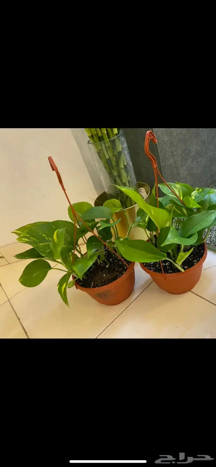 نباتات داخلية 6