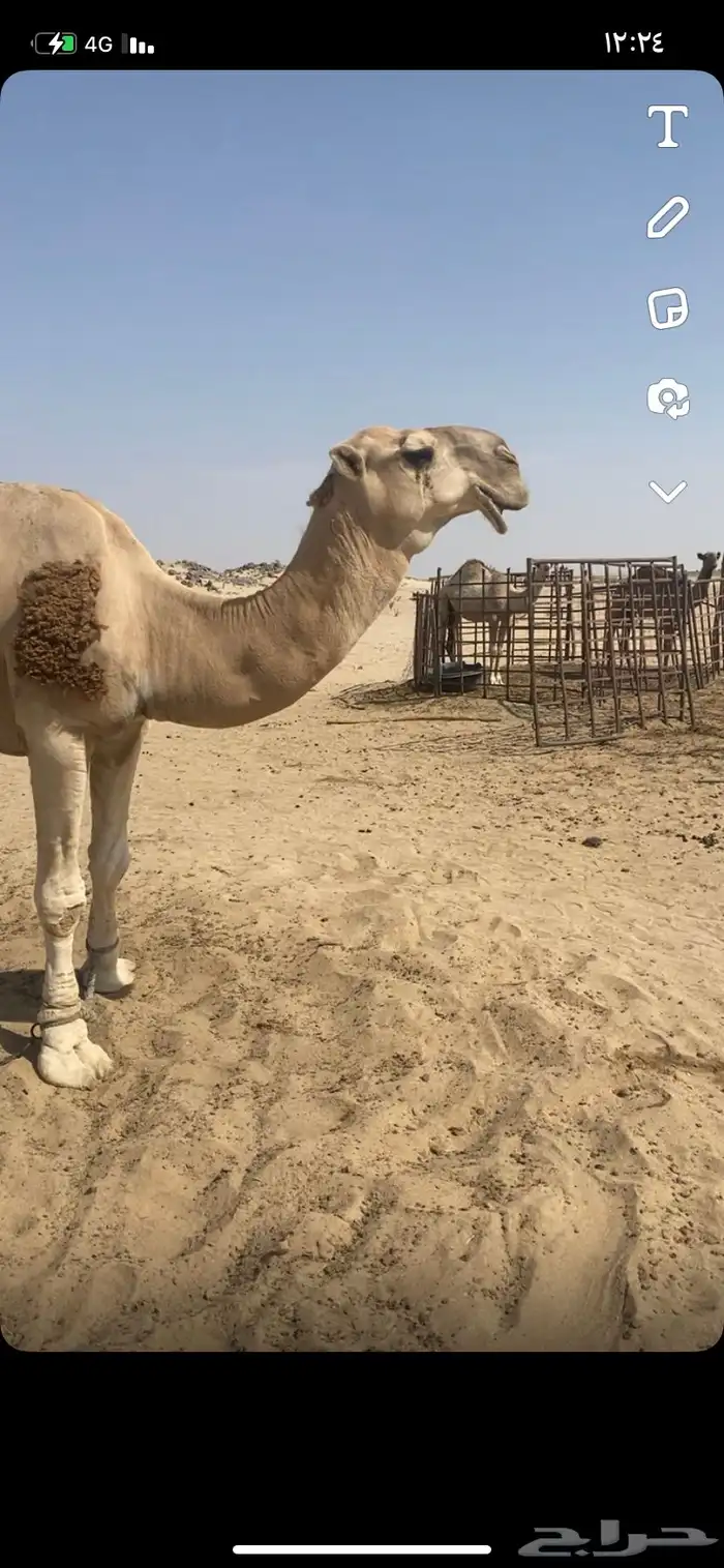 البعير الاشقح المنتج 1