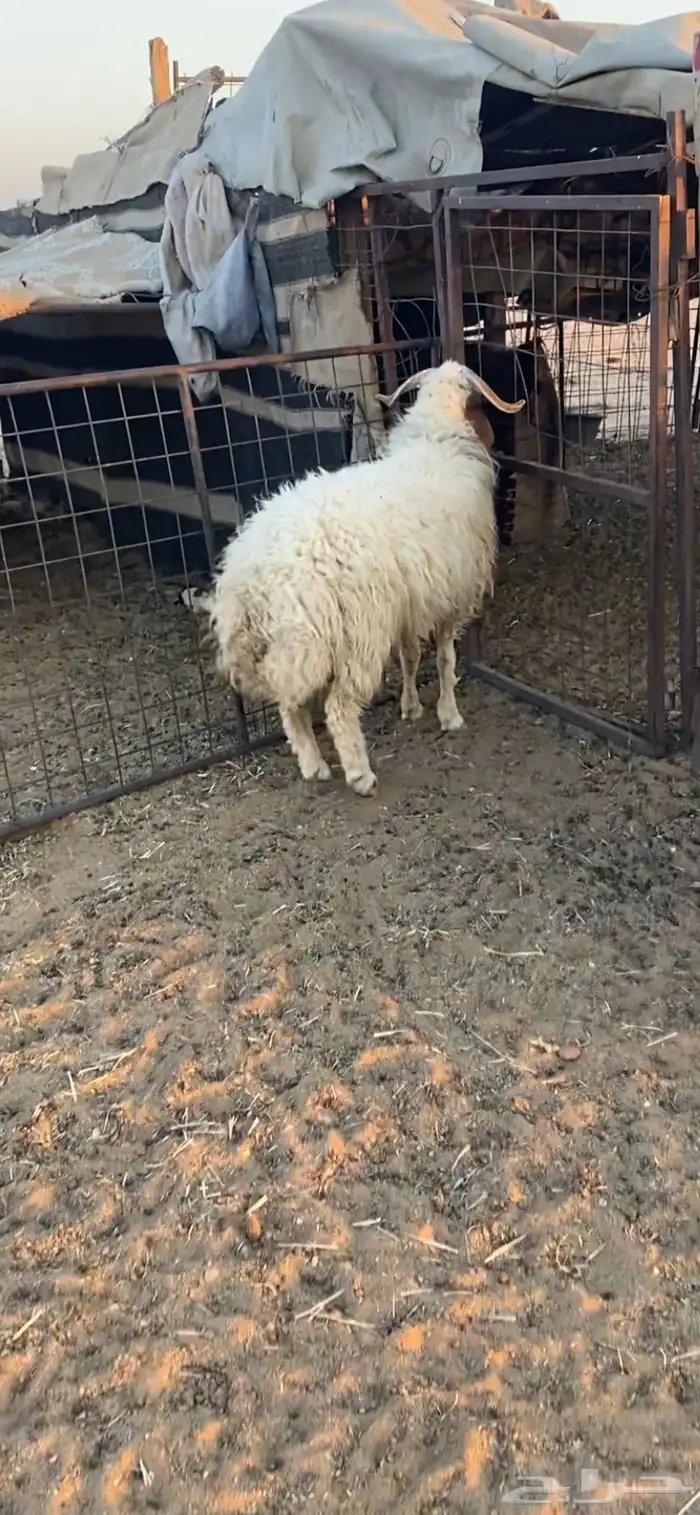 خروف نعيمي 1