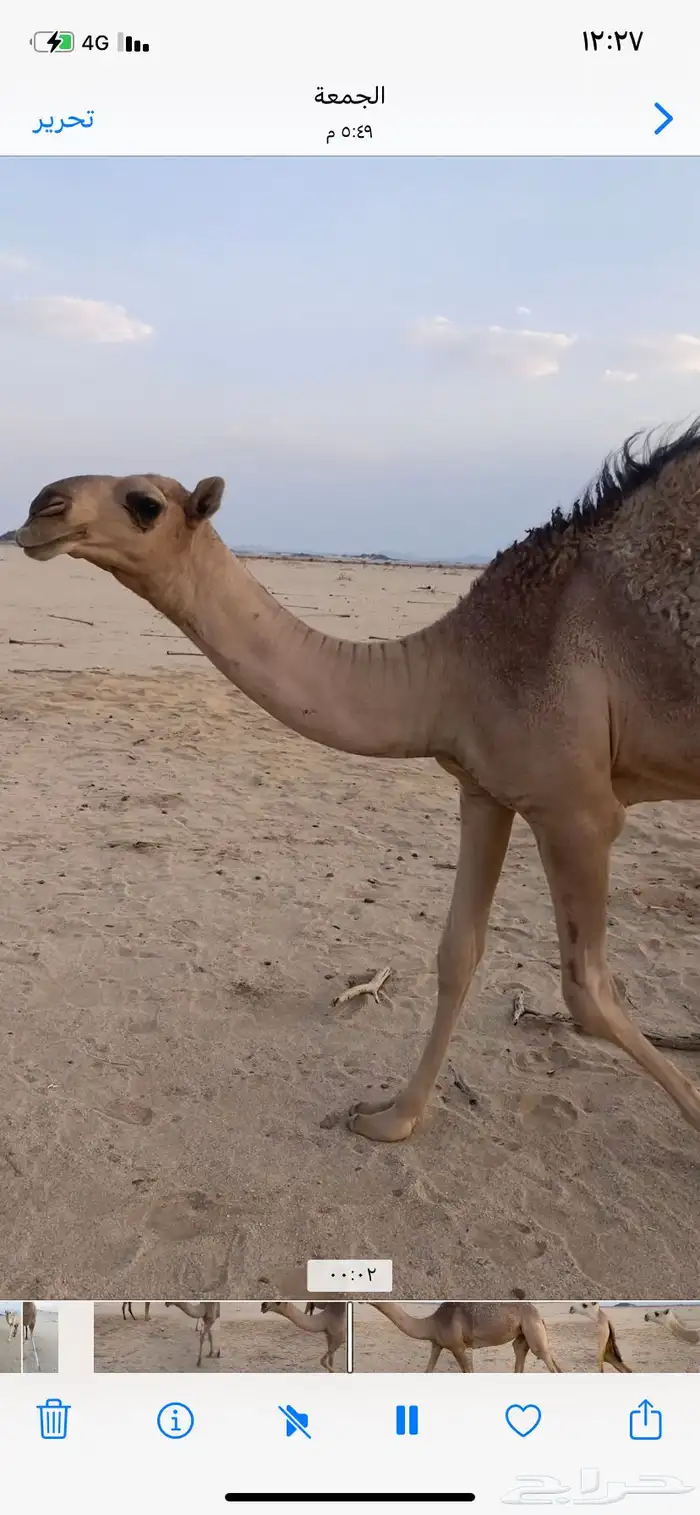 البعير الاشقح المنتج 6