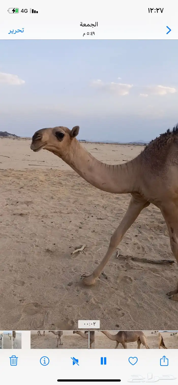 البعير الاشقح المنتج 3