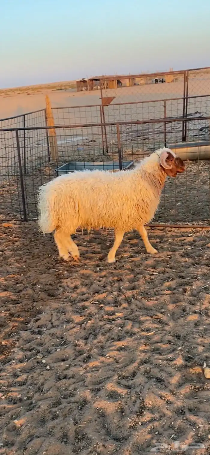 خروف نعيمي 2