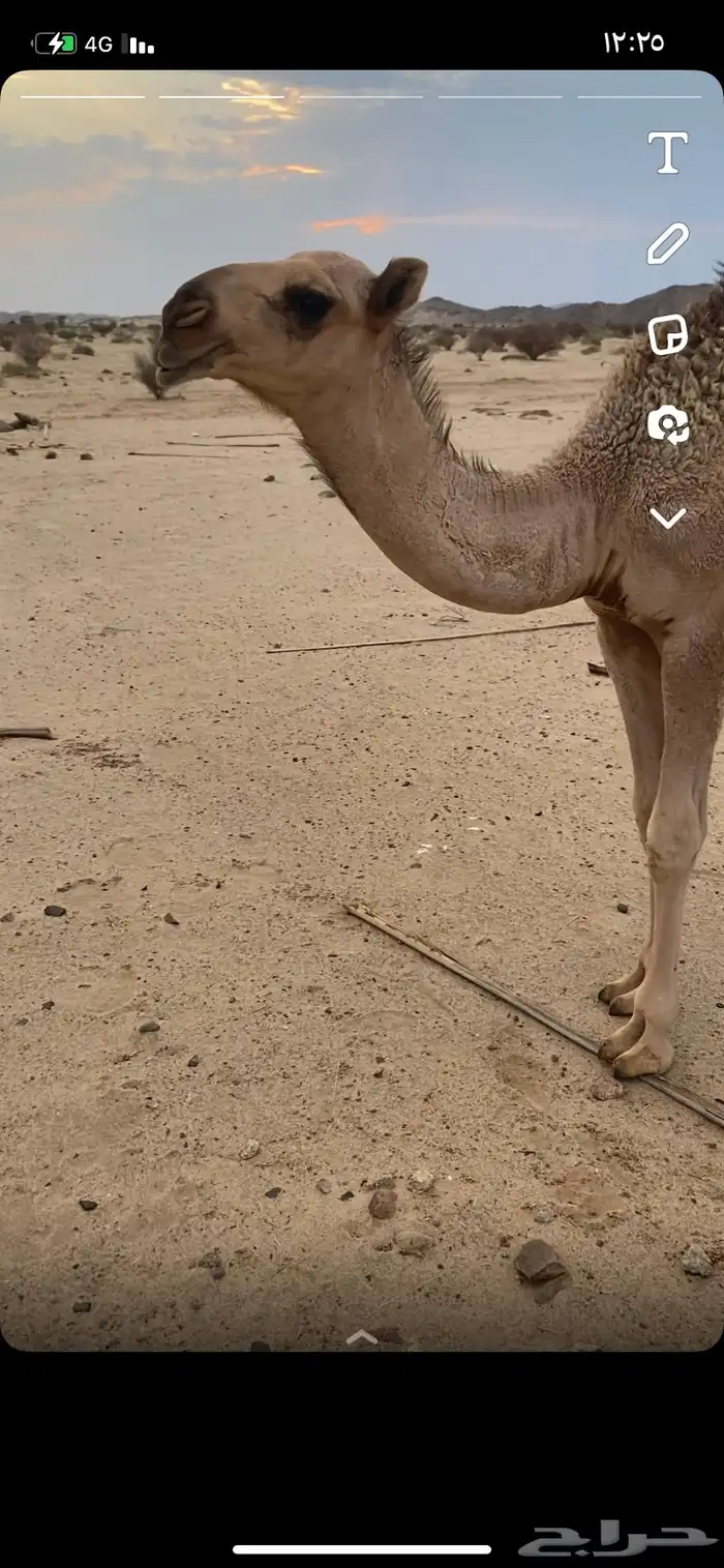 البعير الاشقح المنتج 5