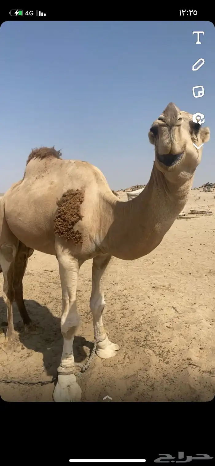 البعير الاشقح المنتج 2