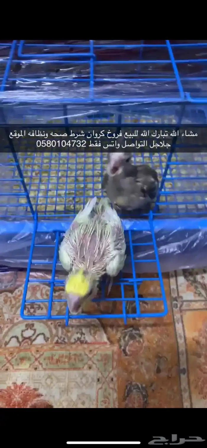 فروخ كروان 5