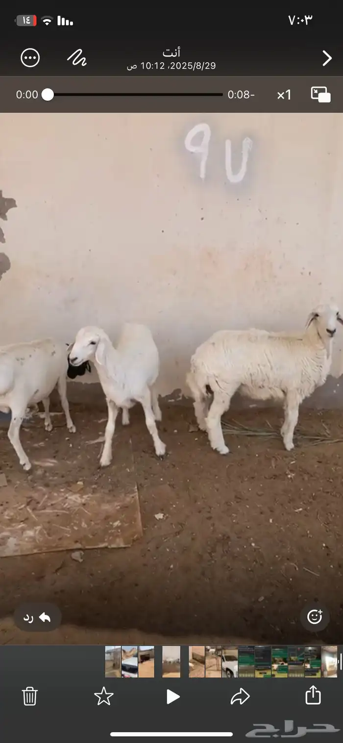 حريات طيبات للبيع 3
