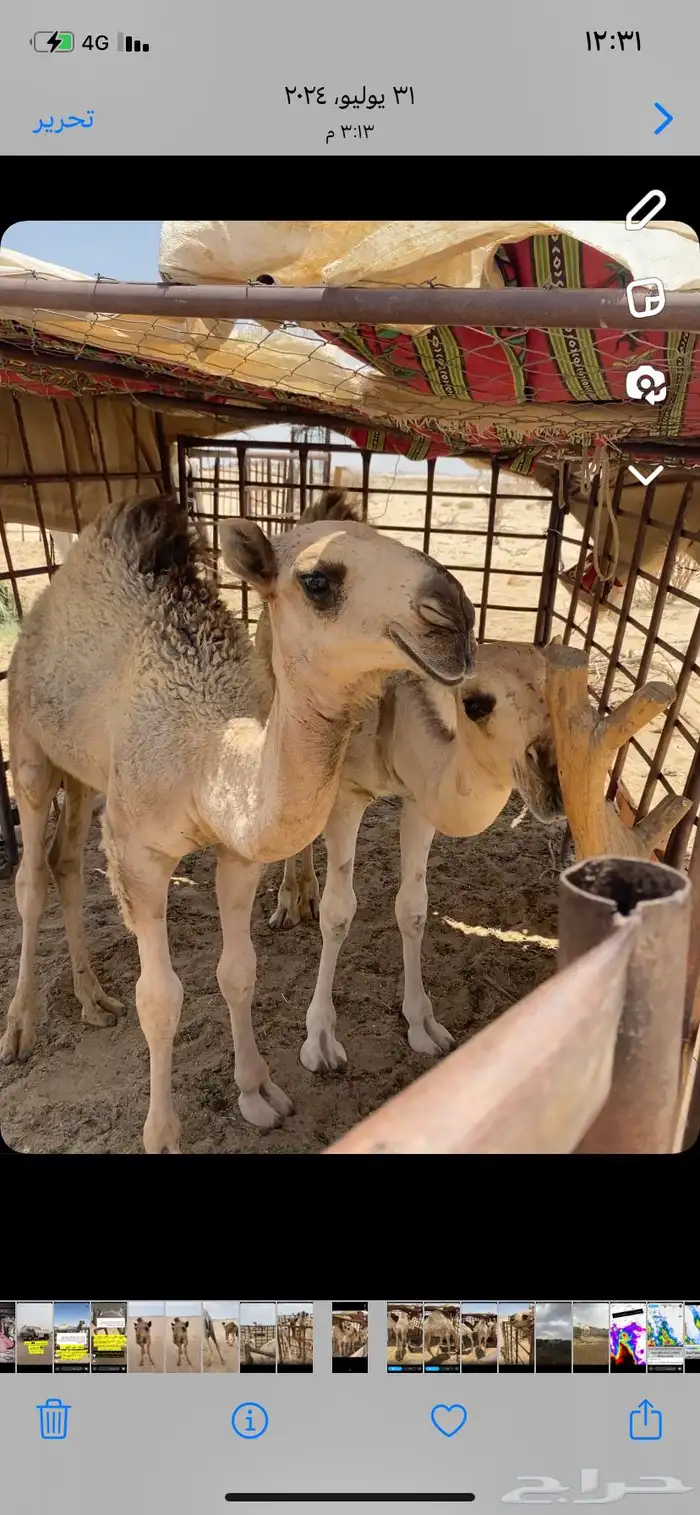 البعير الاشقح المنتج 11