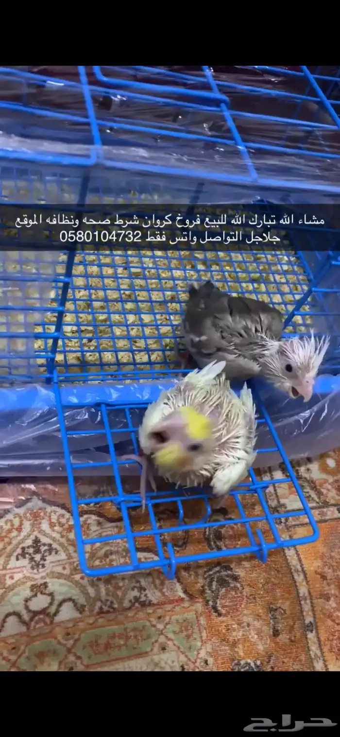 فروخ كروان 3