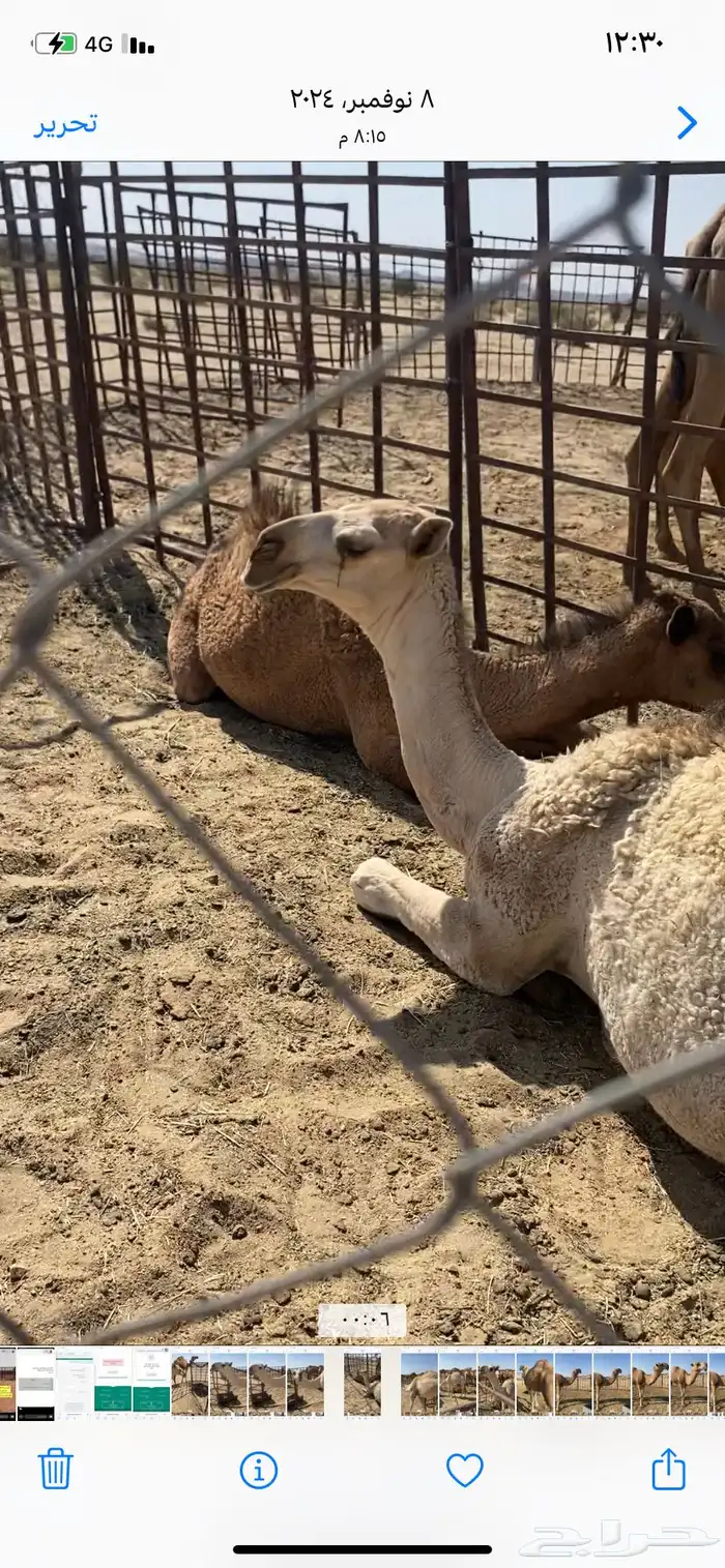 البعير الاشقح المنتج 10