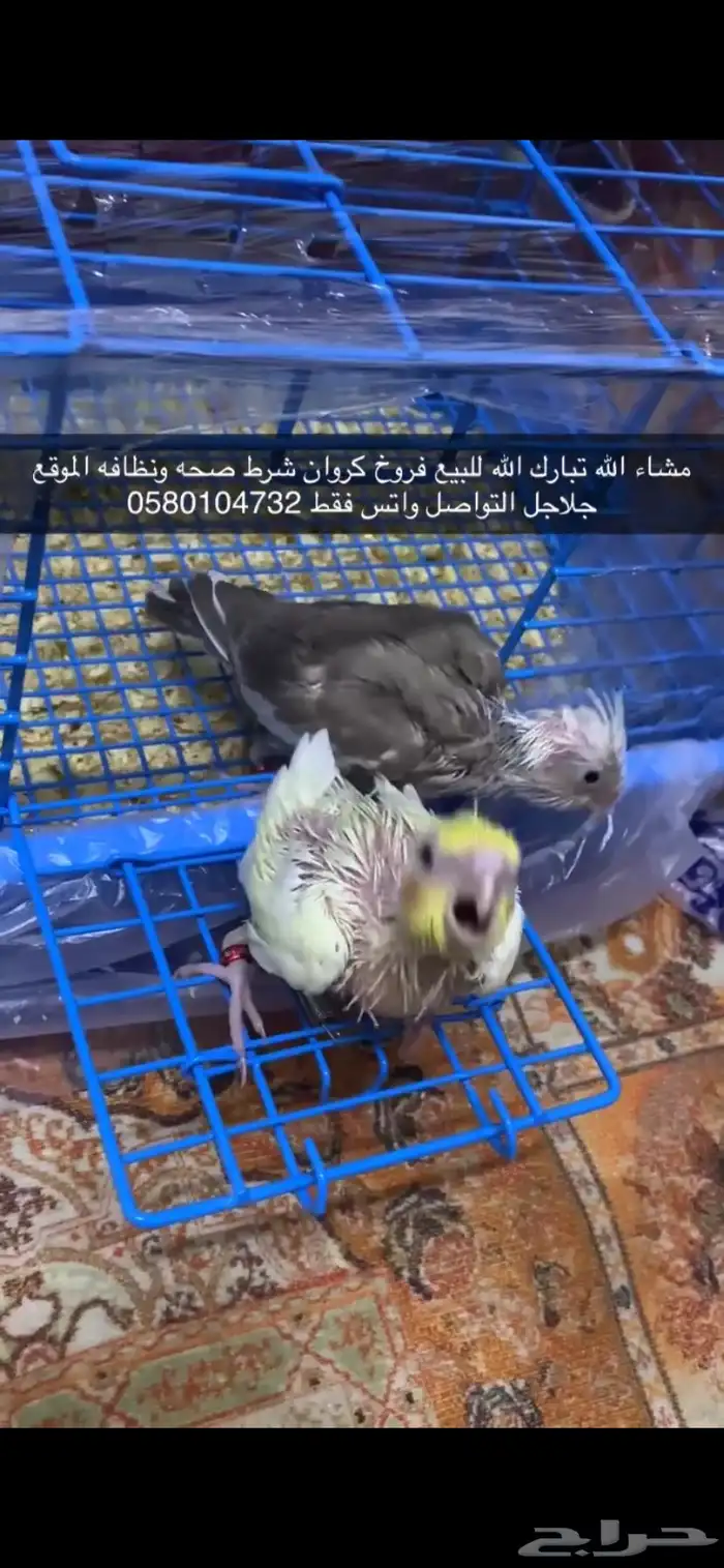 فروخ كروان 2