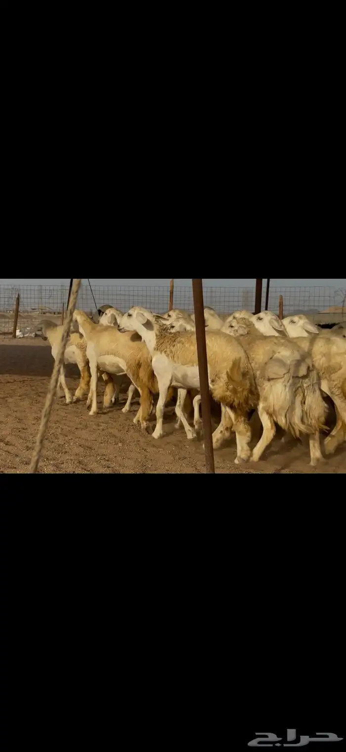 سلام عليكم ورحمة الله وبركاته 4