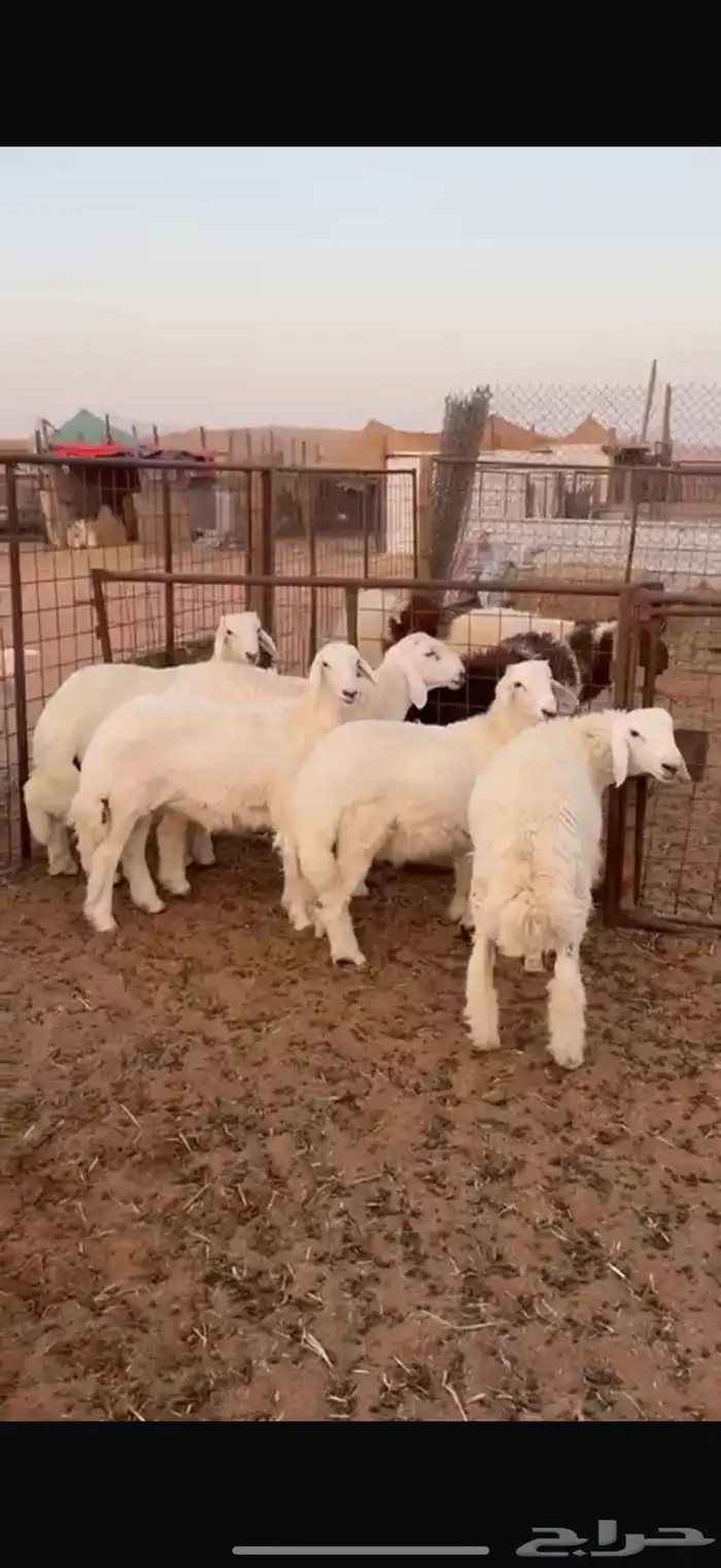 ذبيحه ذبايح حري فاخر و تيس 4